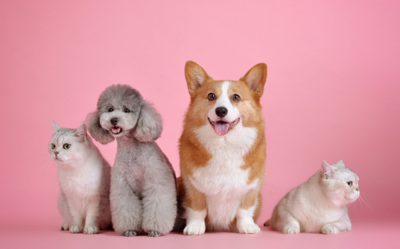 MASCOTAS